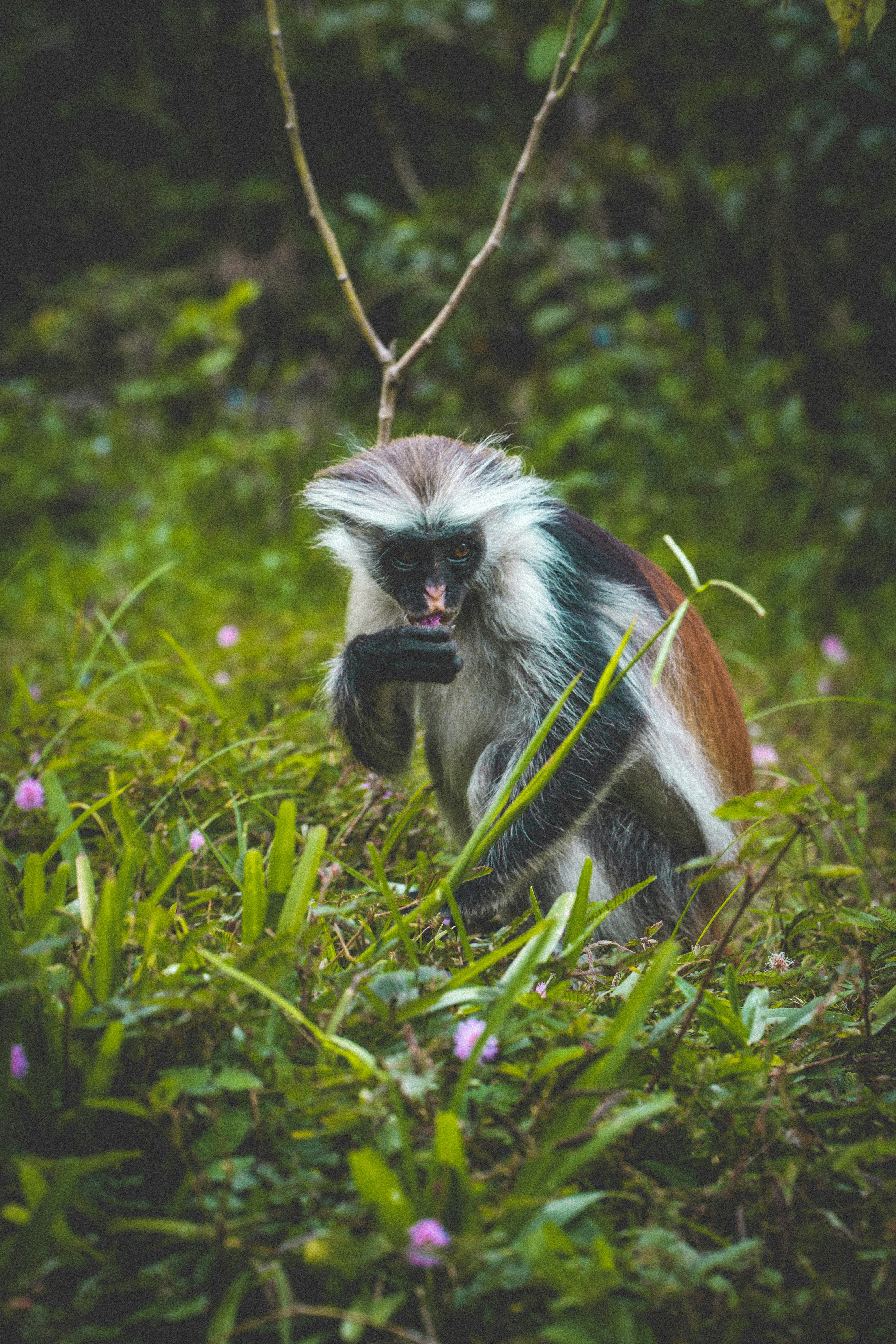 brown and white monkey on green grass